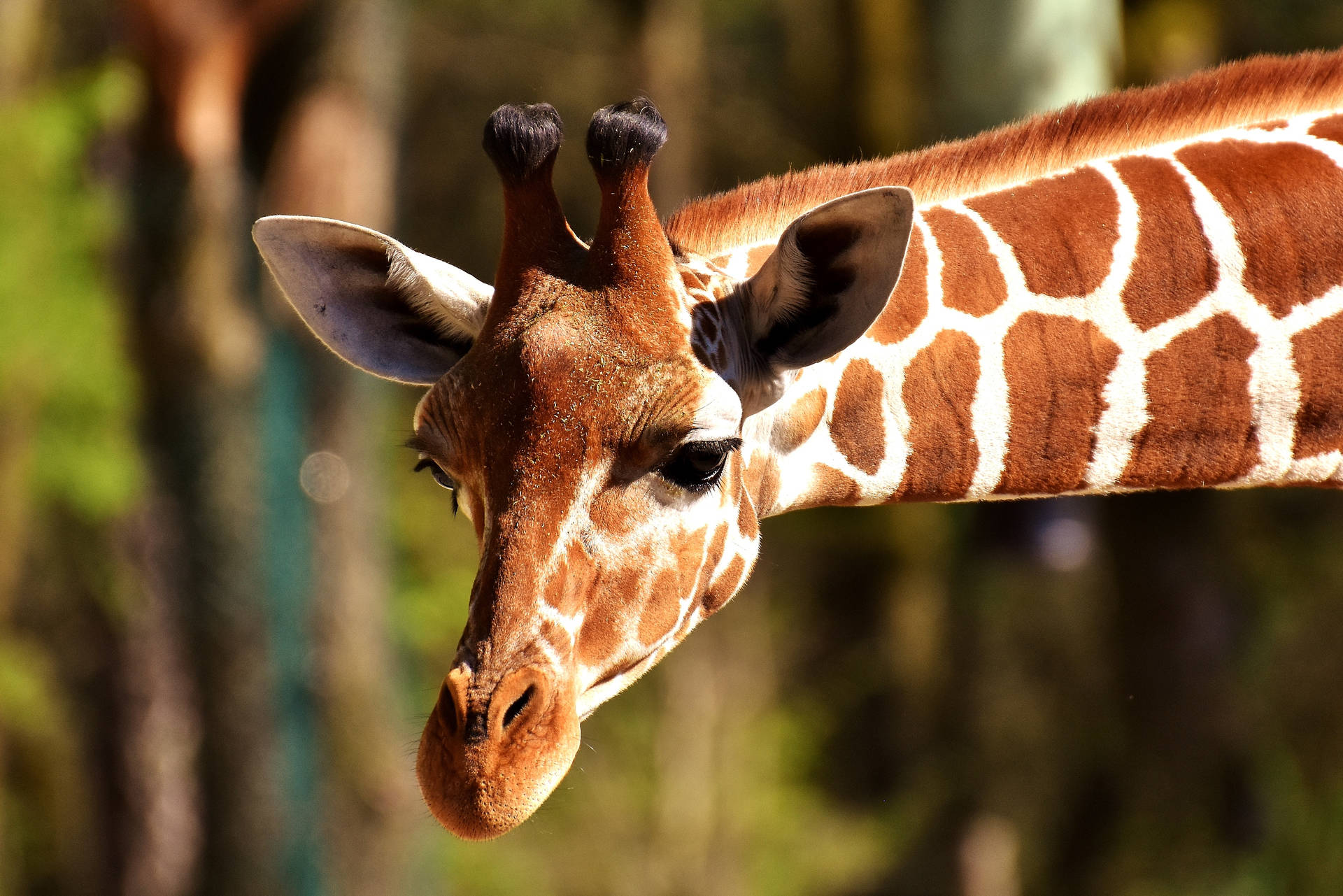 Preview wallpaper giraffe, muzzle, spotted