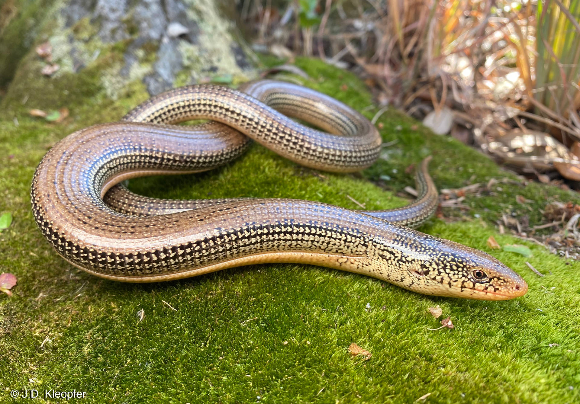Glass Lizard 桌布