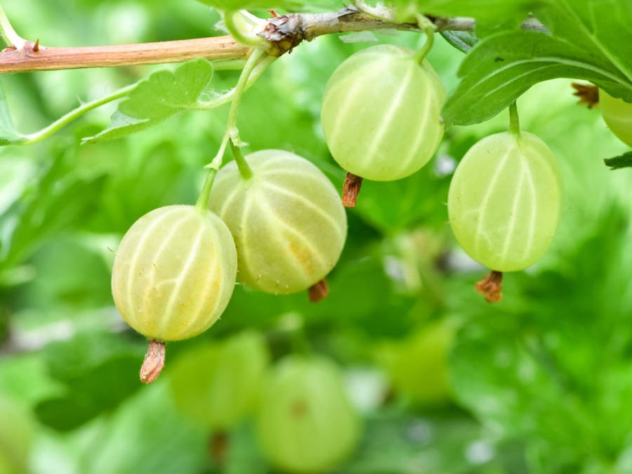 Gooseberry 桌布