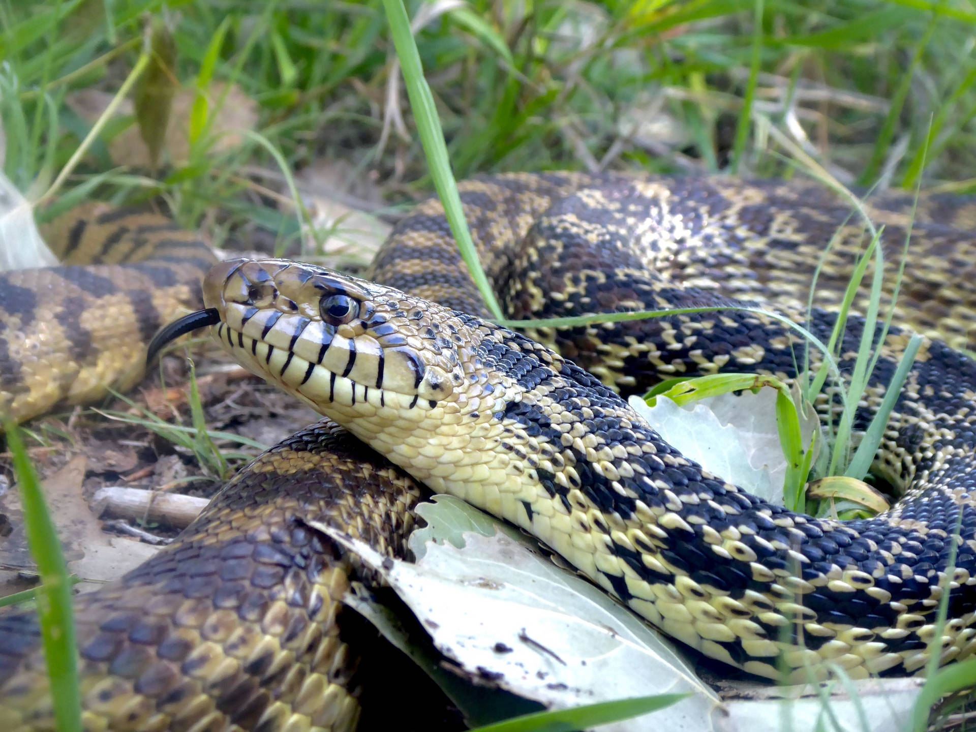 Gopher Snake 桌布