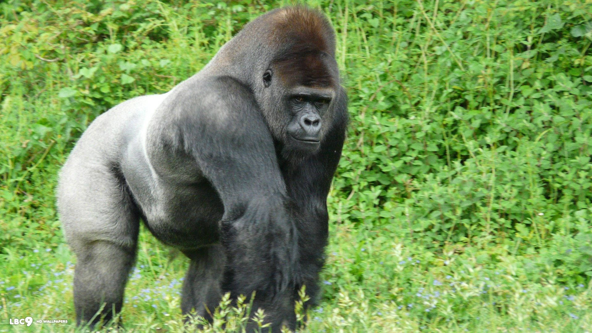 Gorilla 桌布