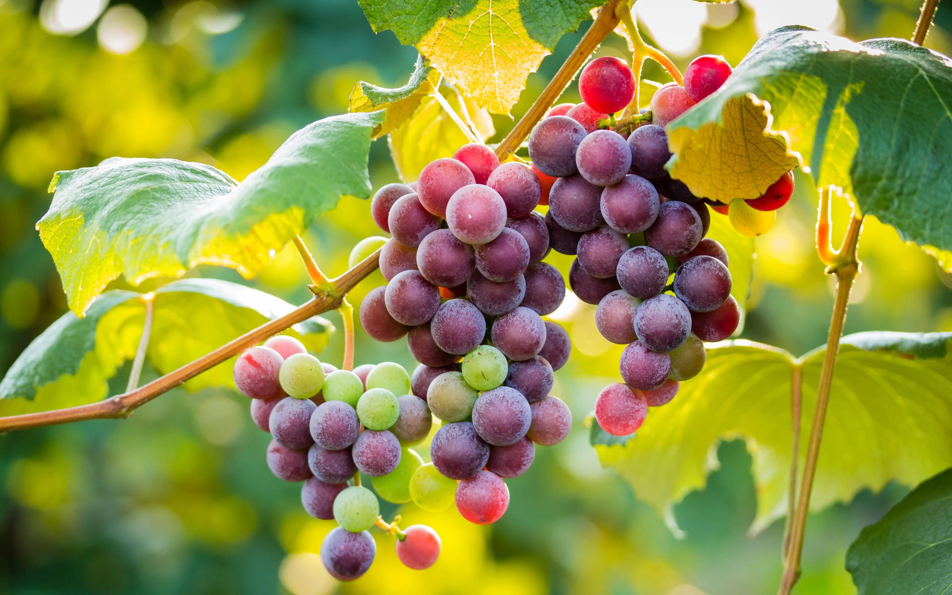 Grapes 桌布