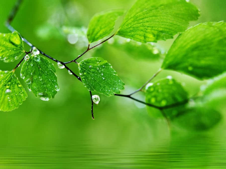 Green Desktop 桌布