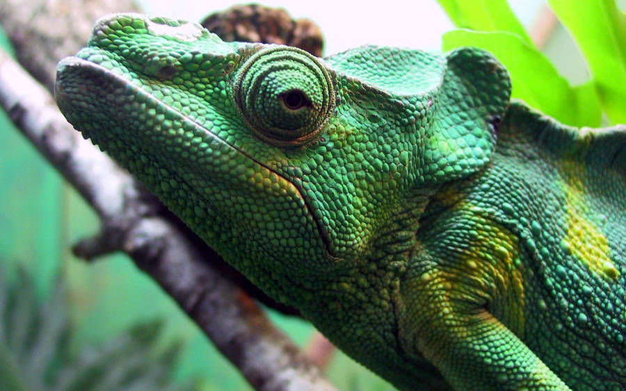 Green Iguana 桌布
