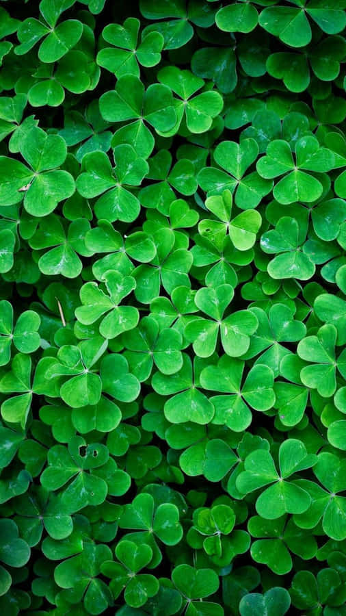 Green Nature iPhone 桌布