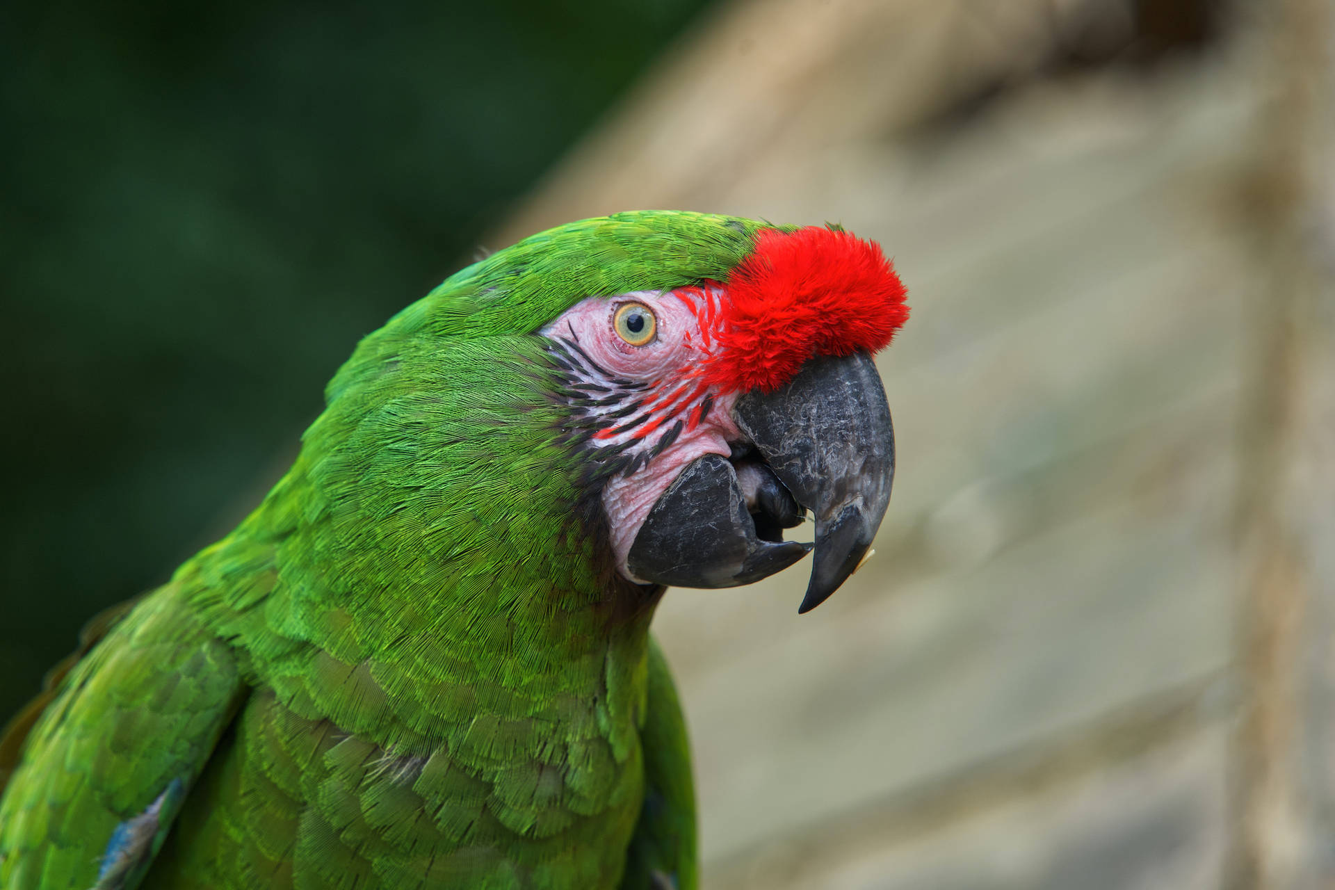 Green Parrot HD 桌布