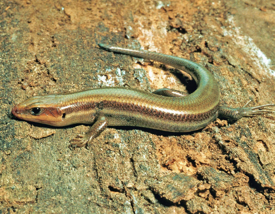 Ground Skink 桌布