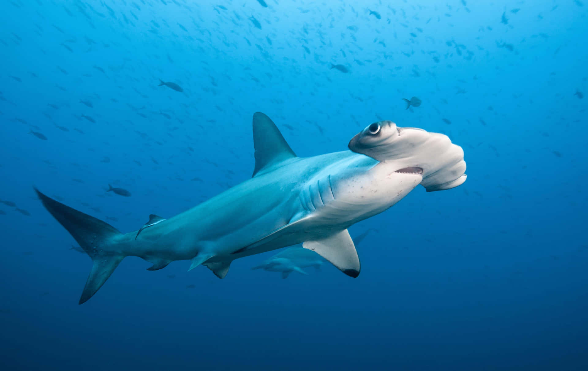 Hammerhead Shark 桌布