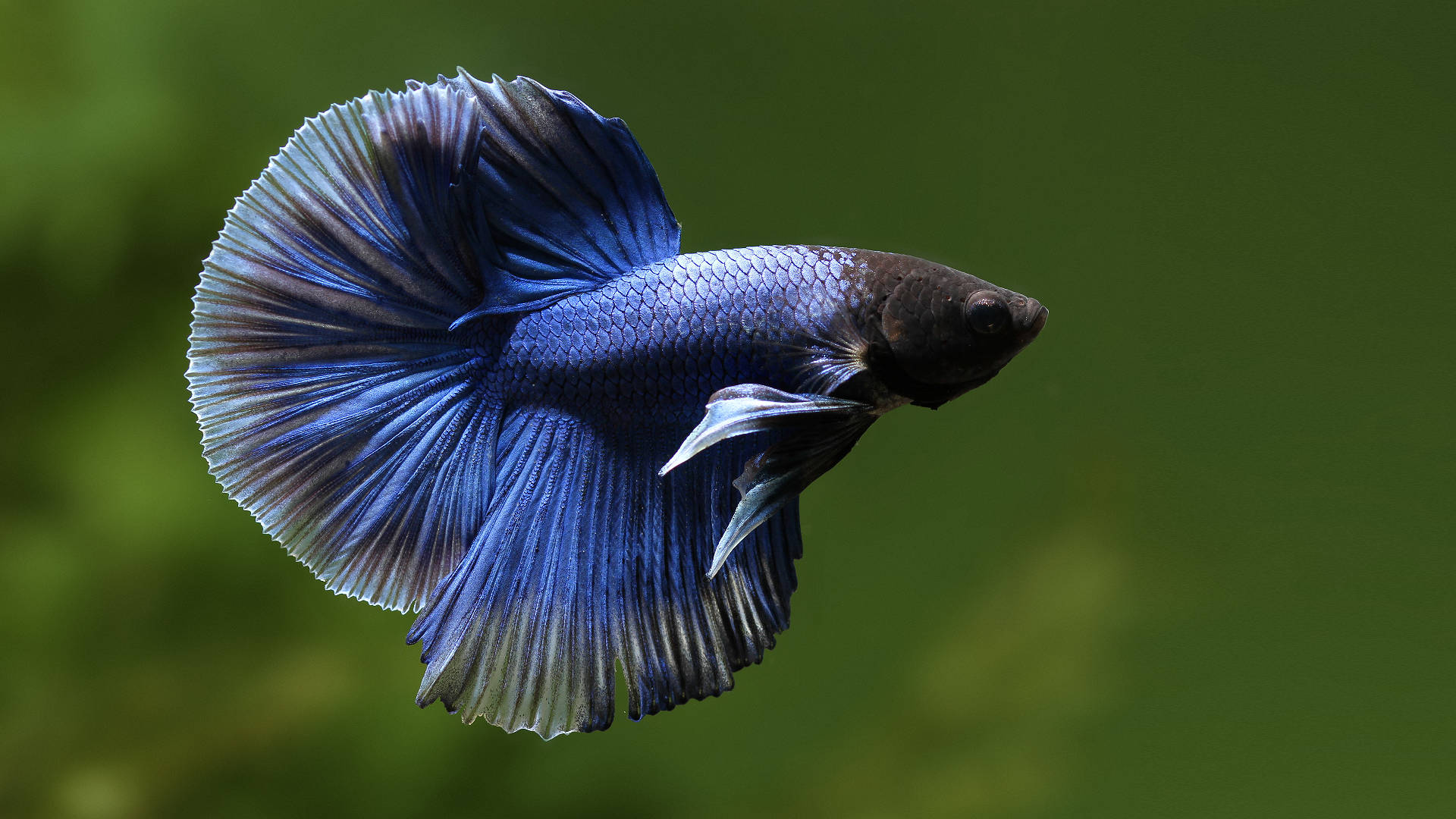HD Fish 桌布