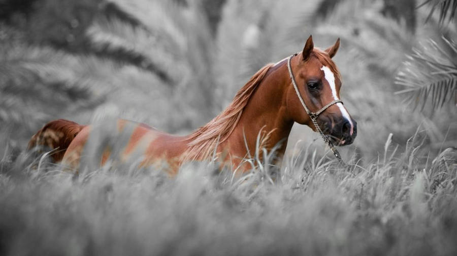 horse wallpaper HD | horse wallpapers HD