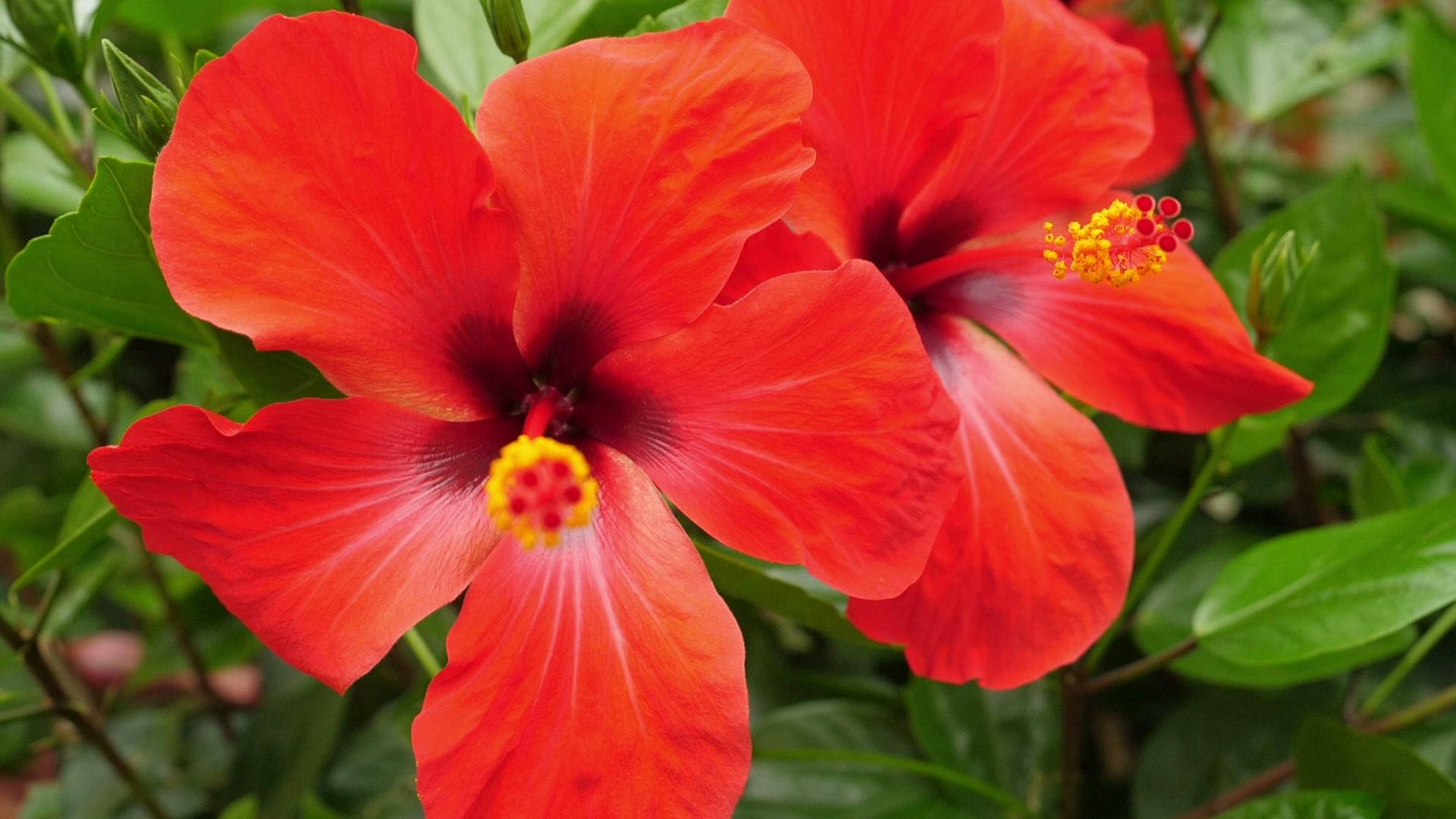 Hibiscus 桌布