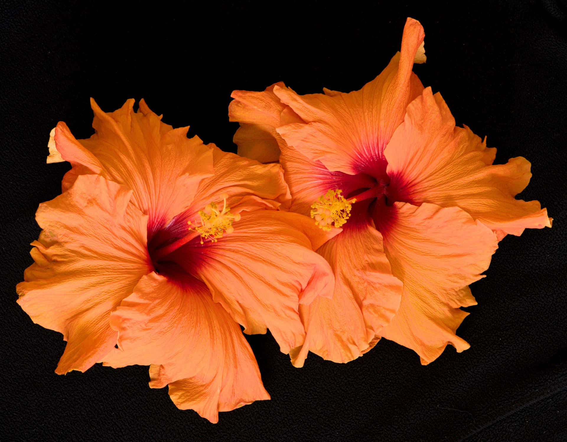 Hibiscus Flower 桌布