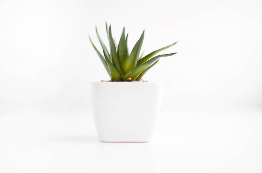 Free stock photo of houseplant white
