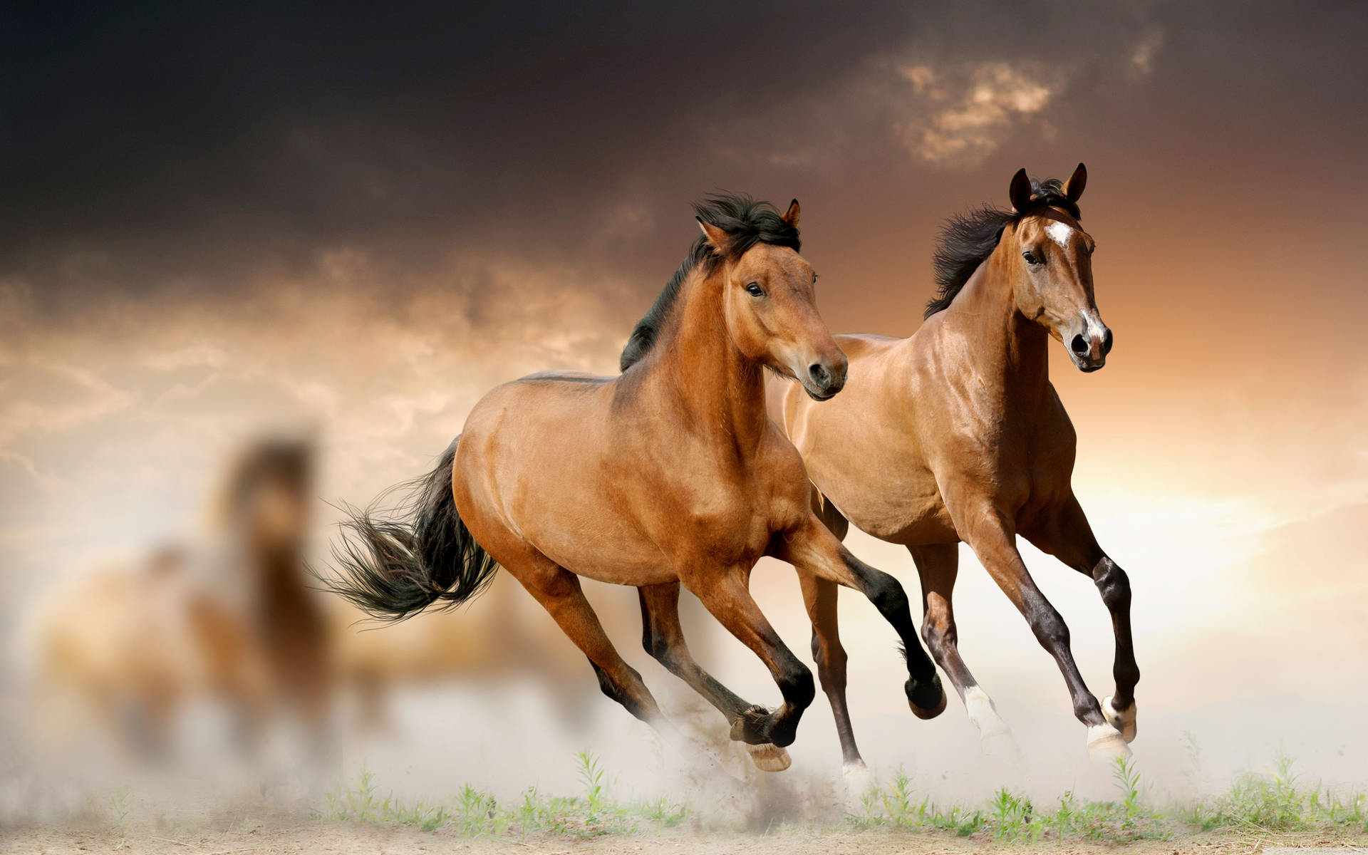 5120x3200 Horses Running ❤ 4K HD Desktop Wallpaper for 4K Ultra HD TV