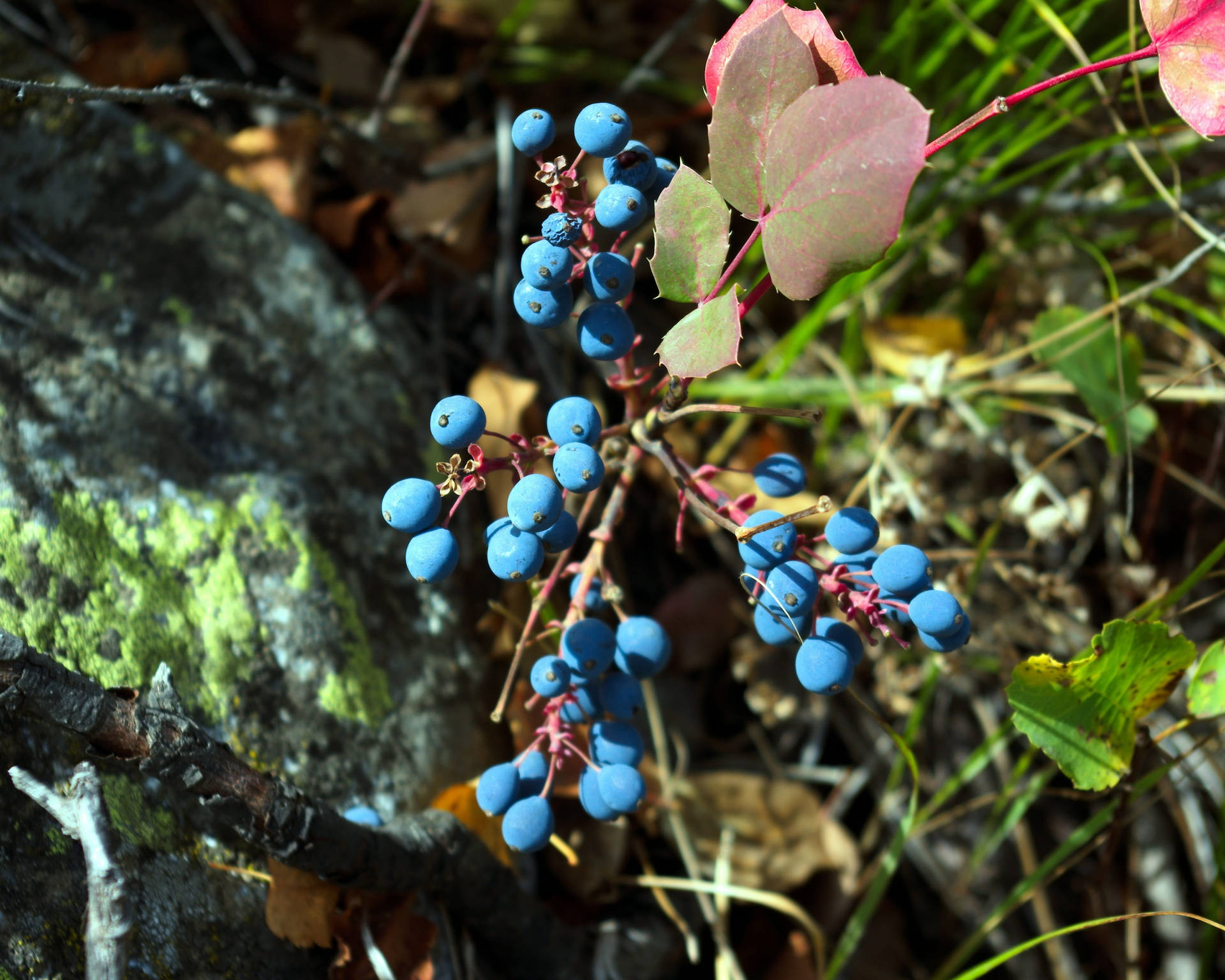 Huckleberry 桌布