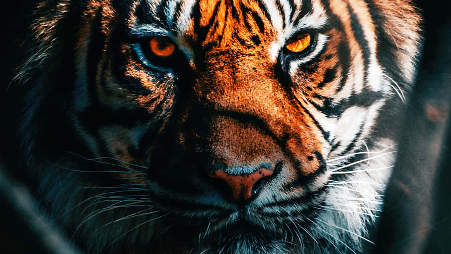 Indian Tiger 桌布