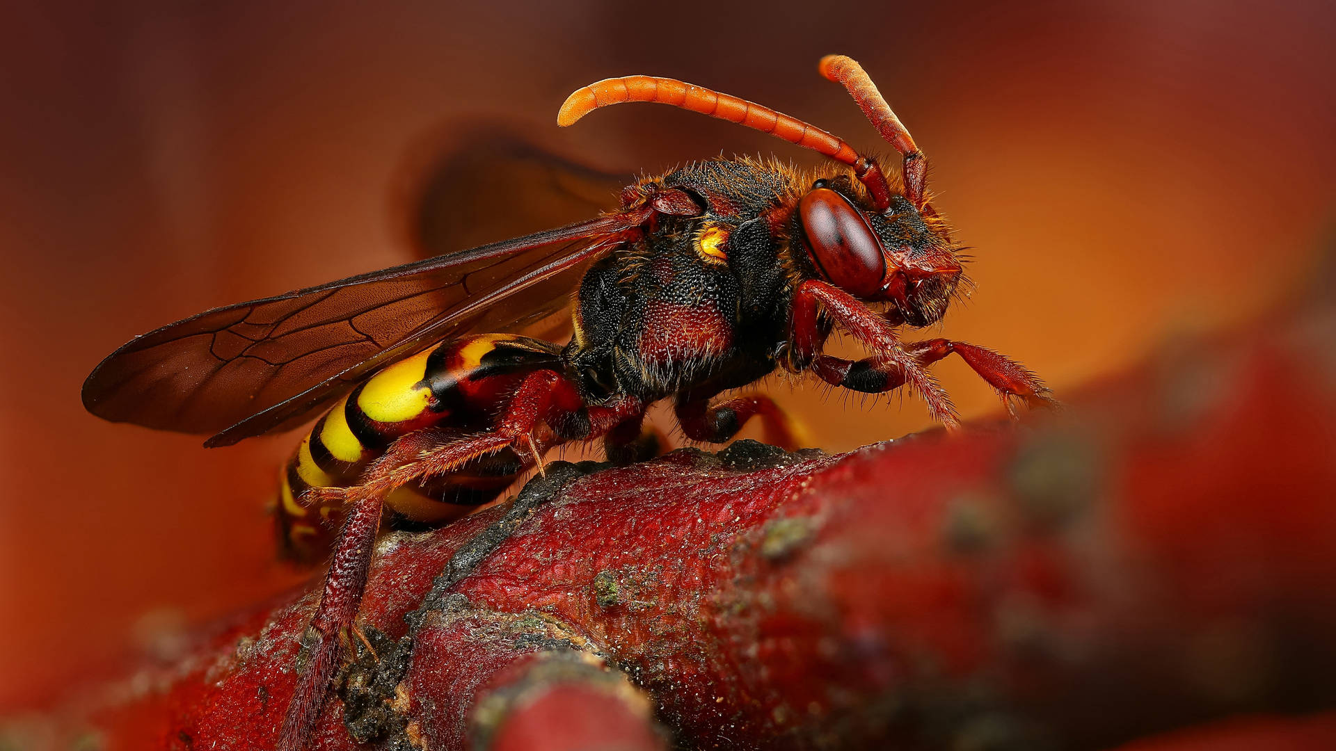 Animal Wasp HD Wallpaper | Background Image