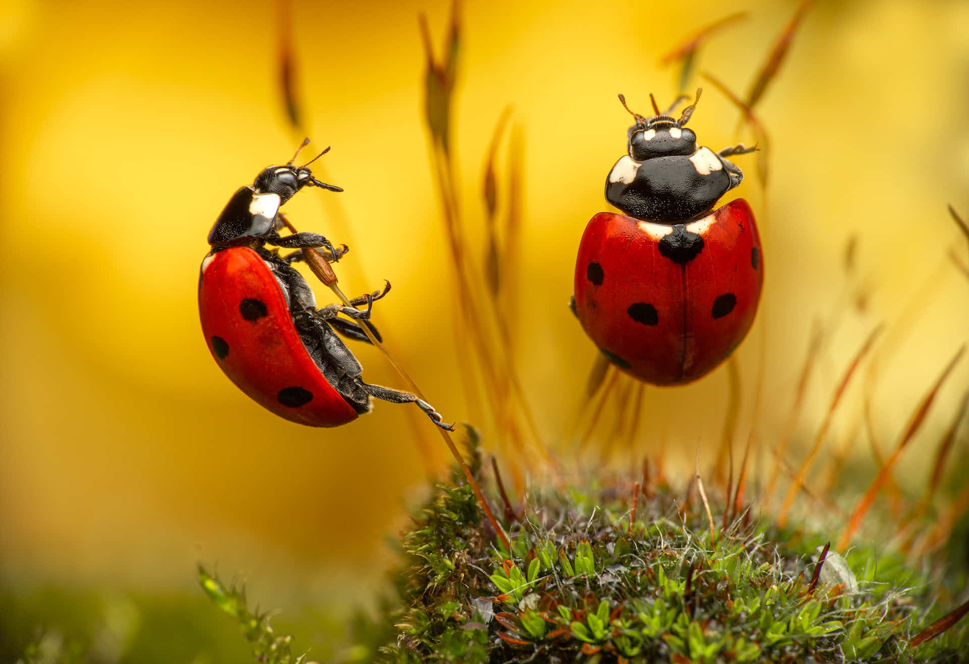 Insects 桌布
