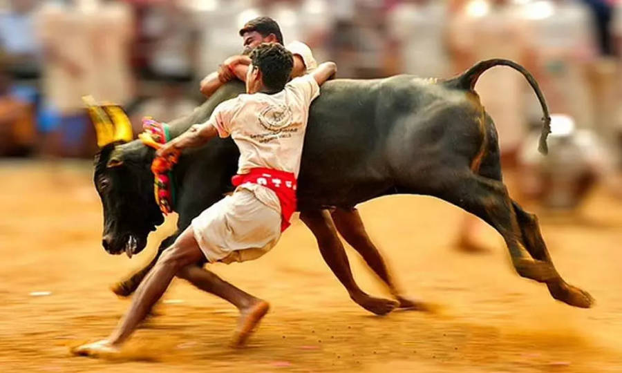 Jallikattu 桌布