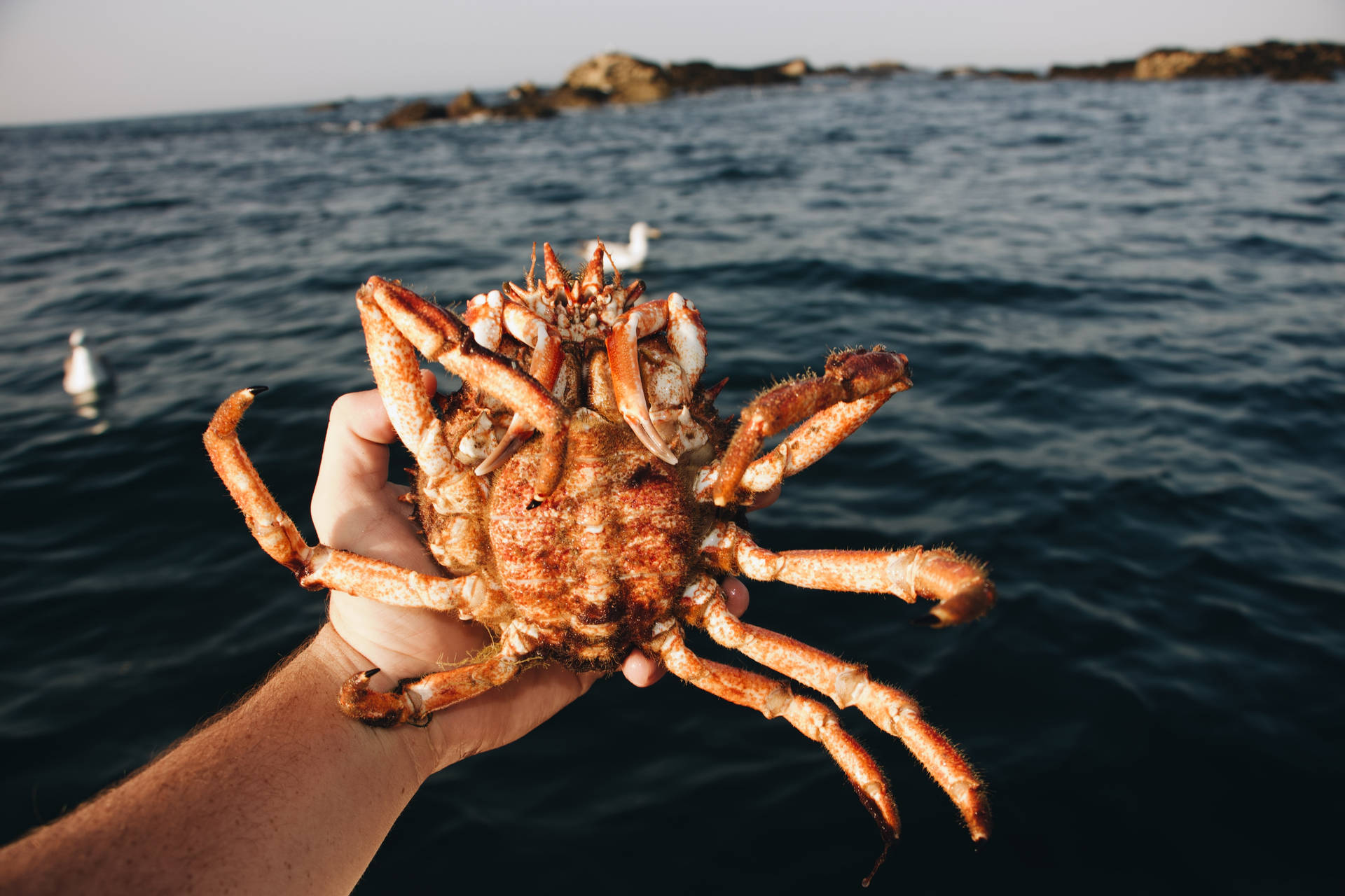 King Crab 桌布
