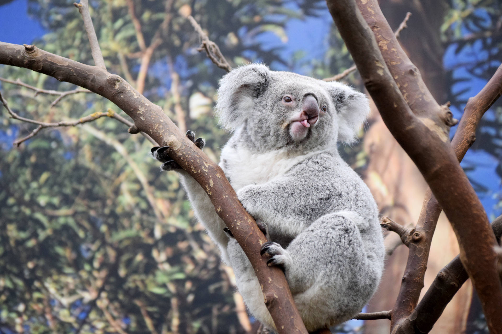 shallow focus photography of koala on tree