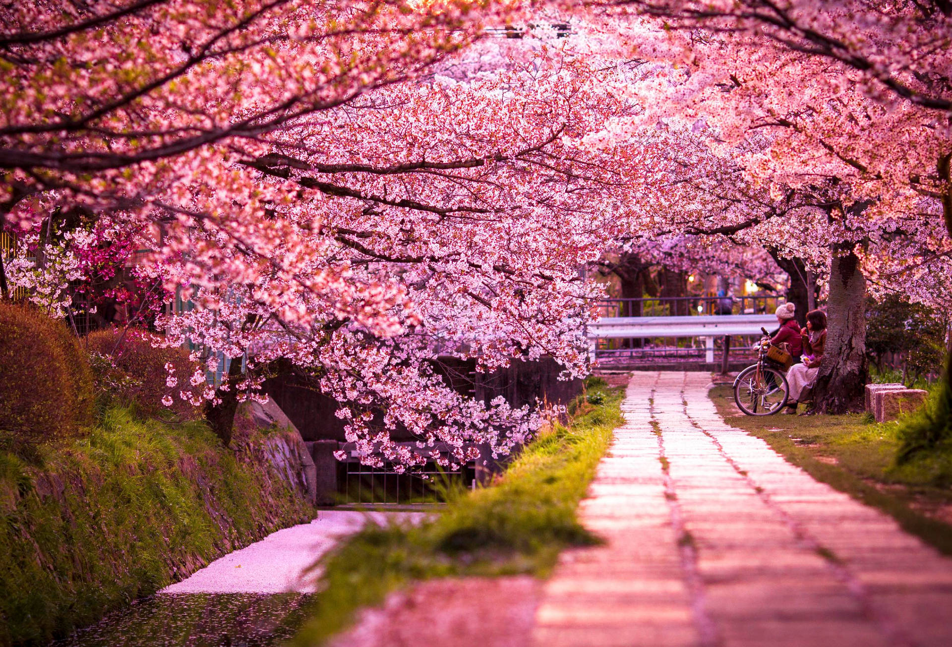 Kyoto 桌布