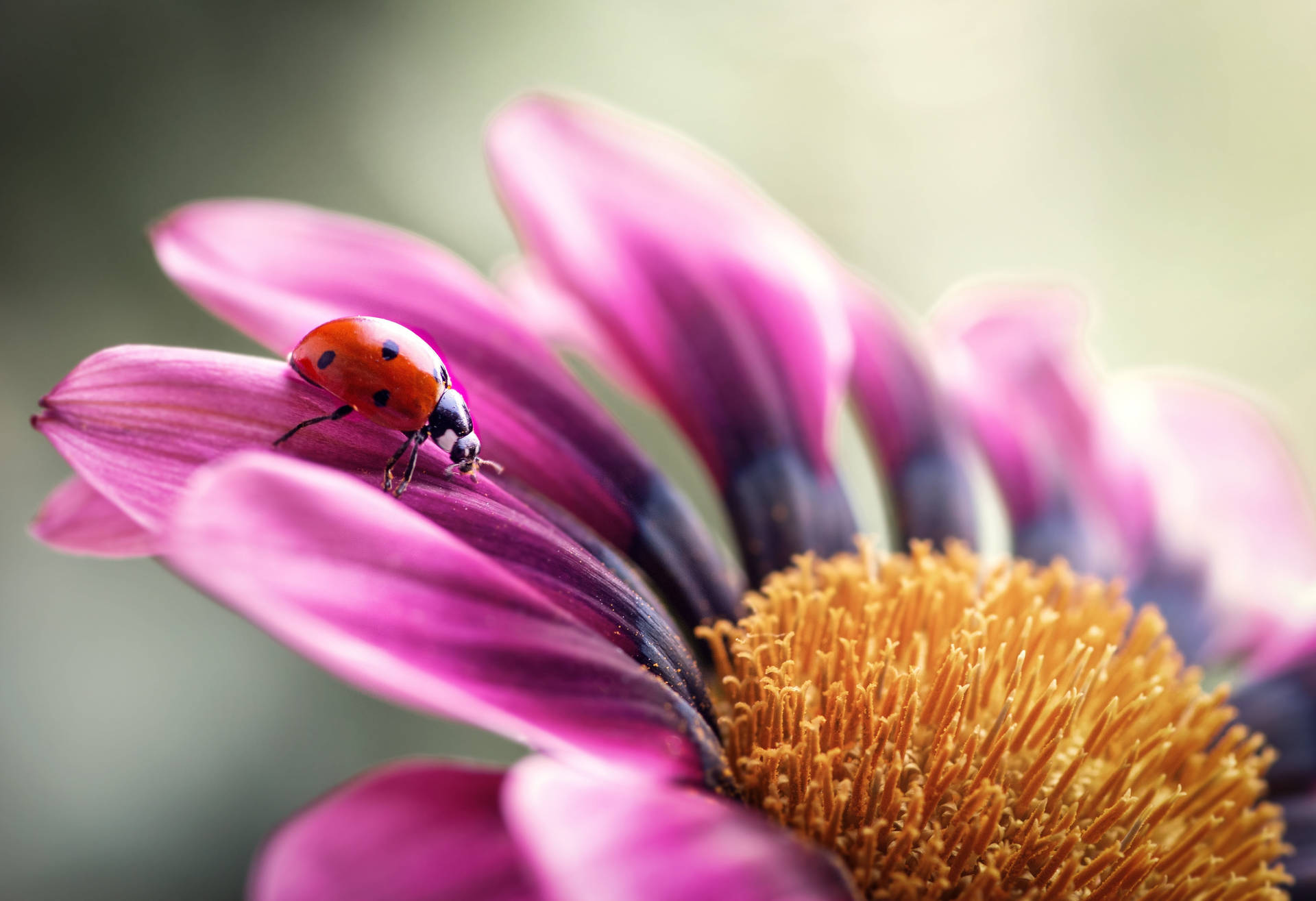 Ladybug 桌布