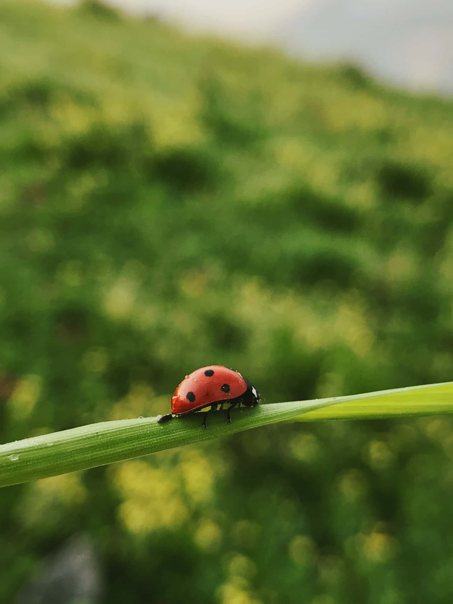 Ladybug iPhone 桌布