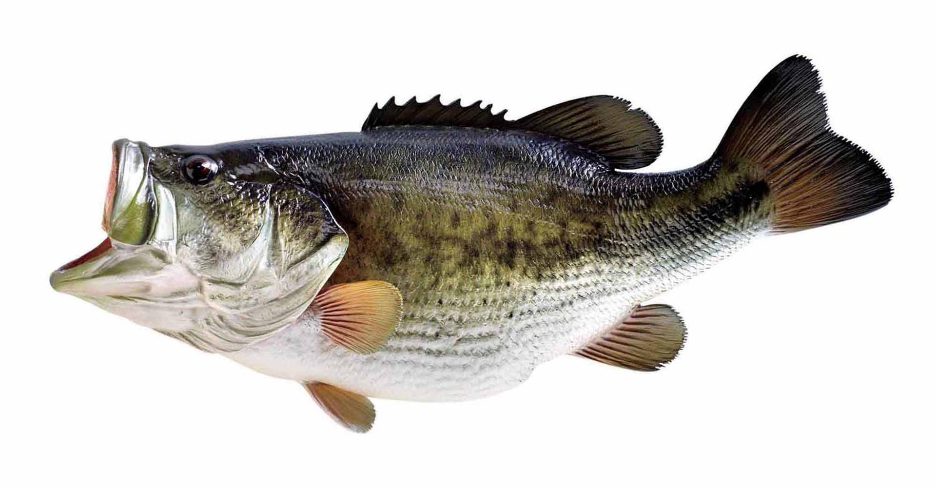 Largemouth Bass 桌布