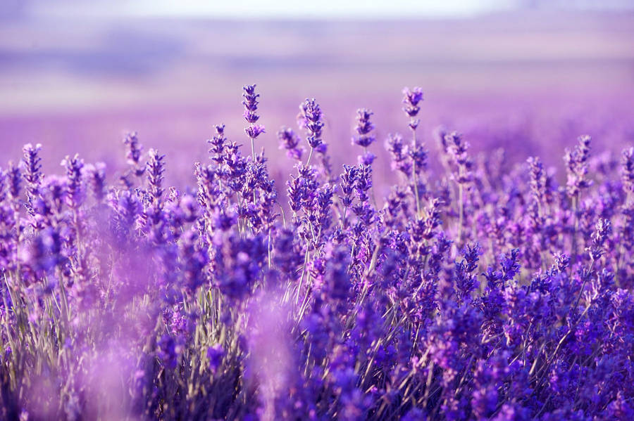 Lavender Desktop 桌布