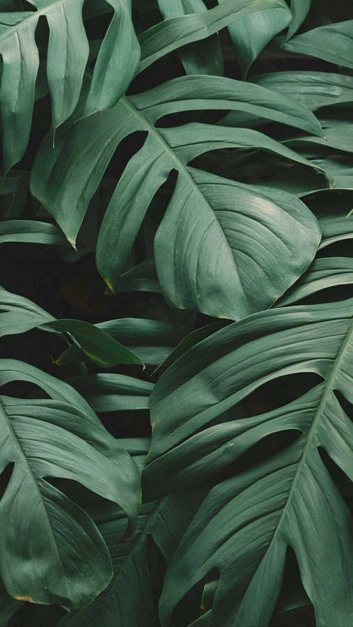 Plant Wallpapers on WallpaperDog