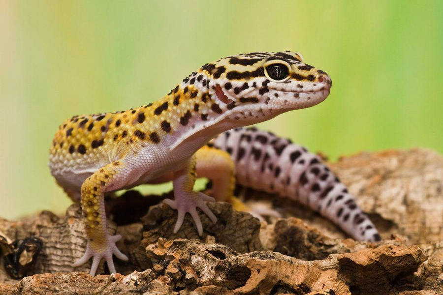 Leopard Gecko 桌布