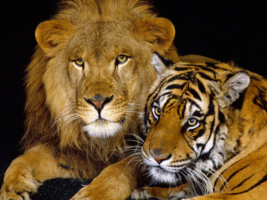 Lion And Tiger 桌布