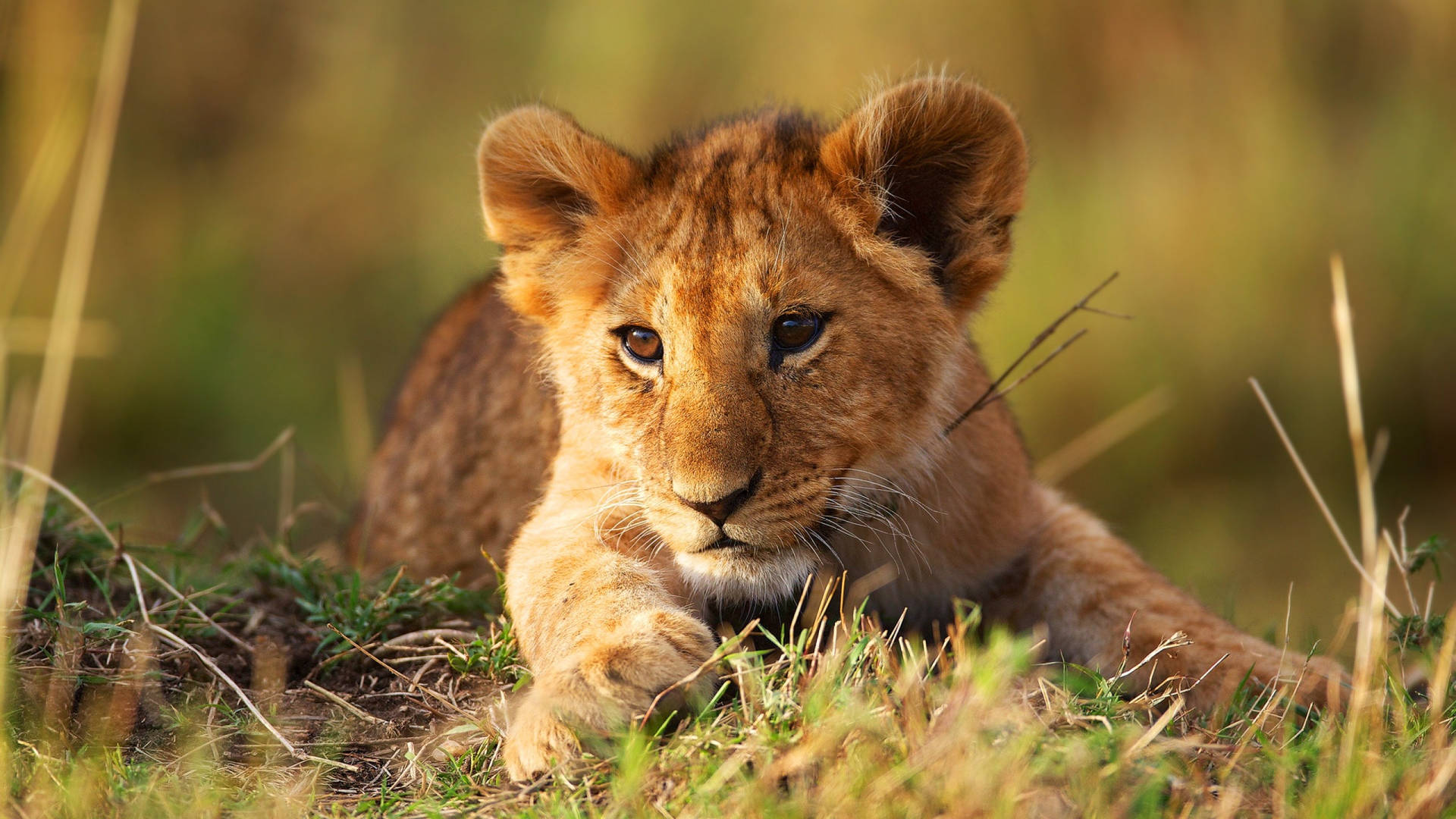 Lion cub 桌布