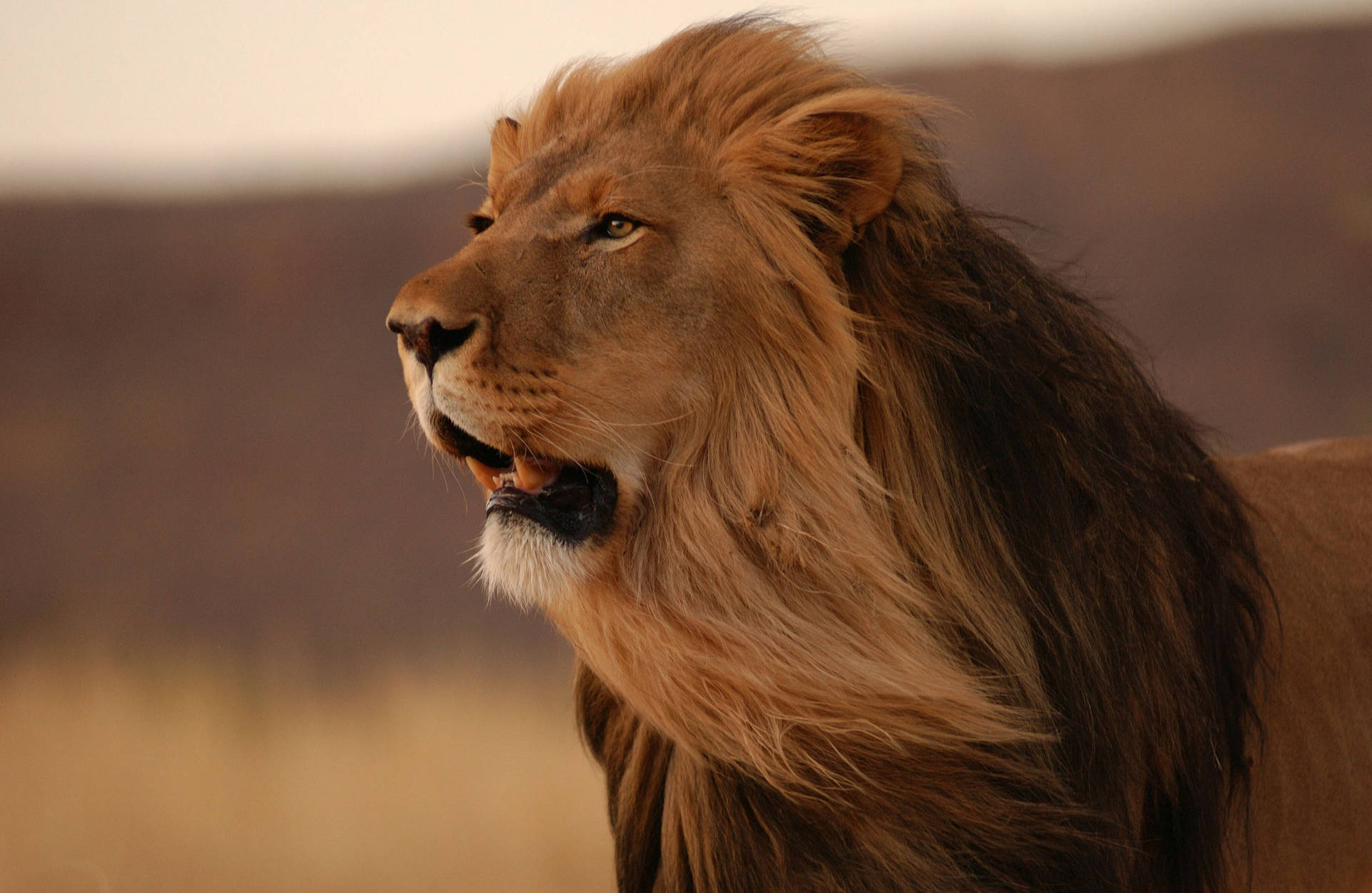 Lion 桌布