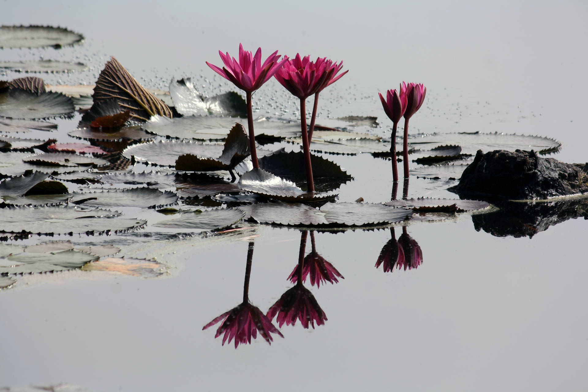 Lotus flower 桌布
