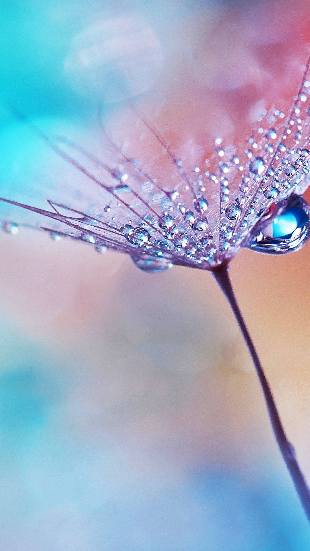 Macro 桌布