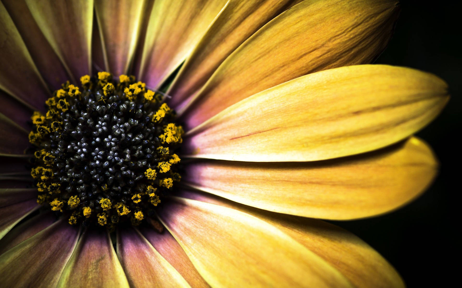 Macro Flower 桌布