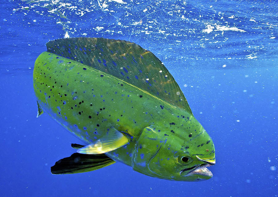 Mahi Mahi 桌布