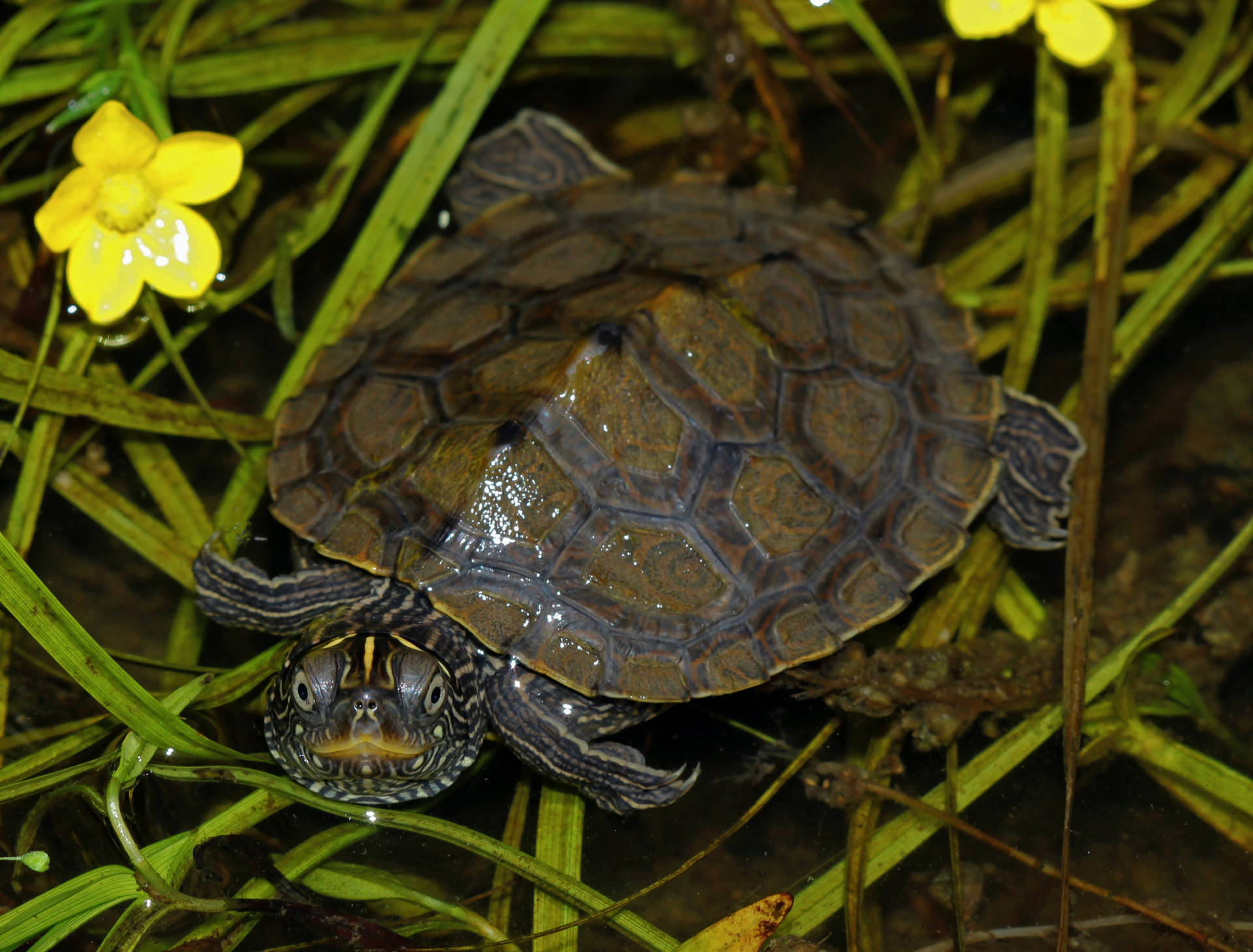 Map Turtle 桌布