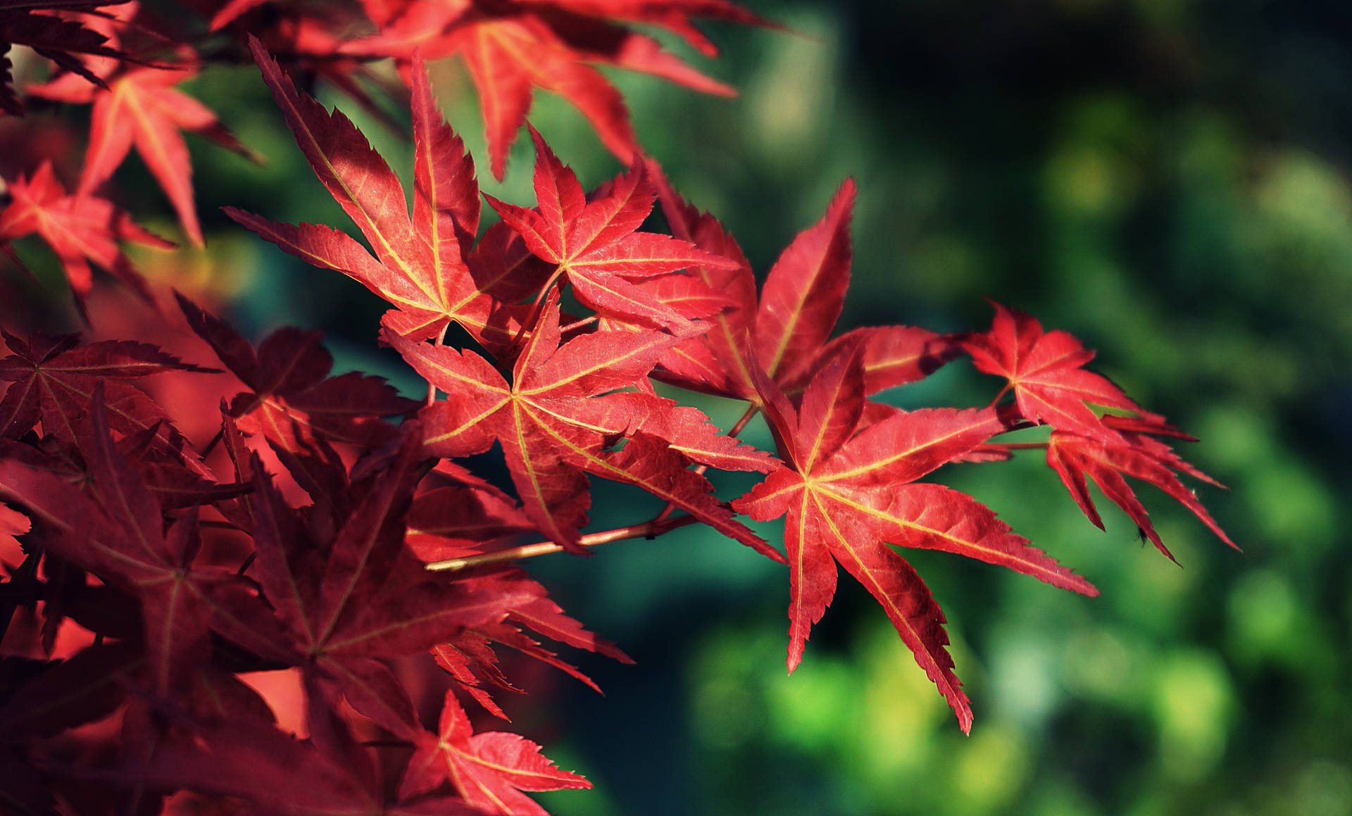 Maples Leaves 桌布