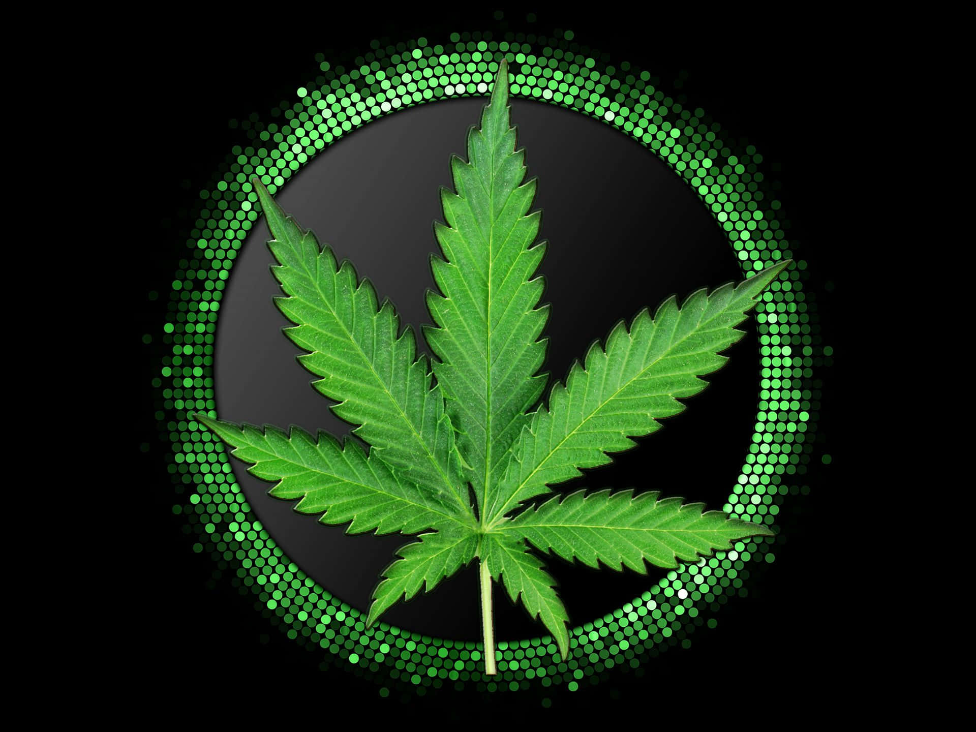 Marijuana Leaf 桌布