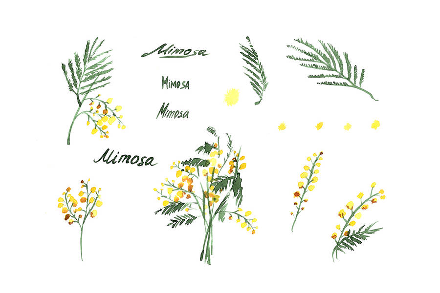 Mimosa flower 桌布