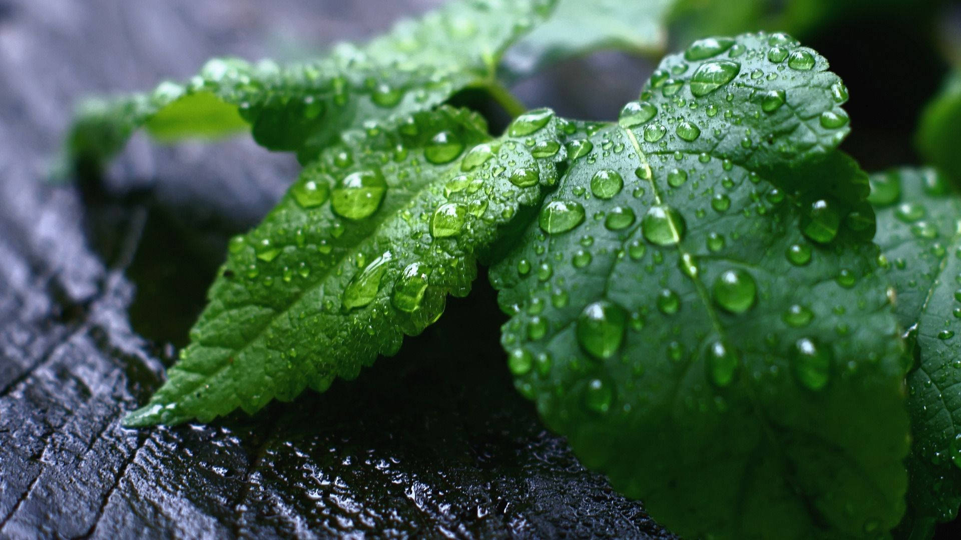 Mint 桌布
