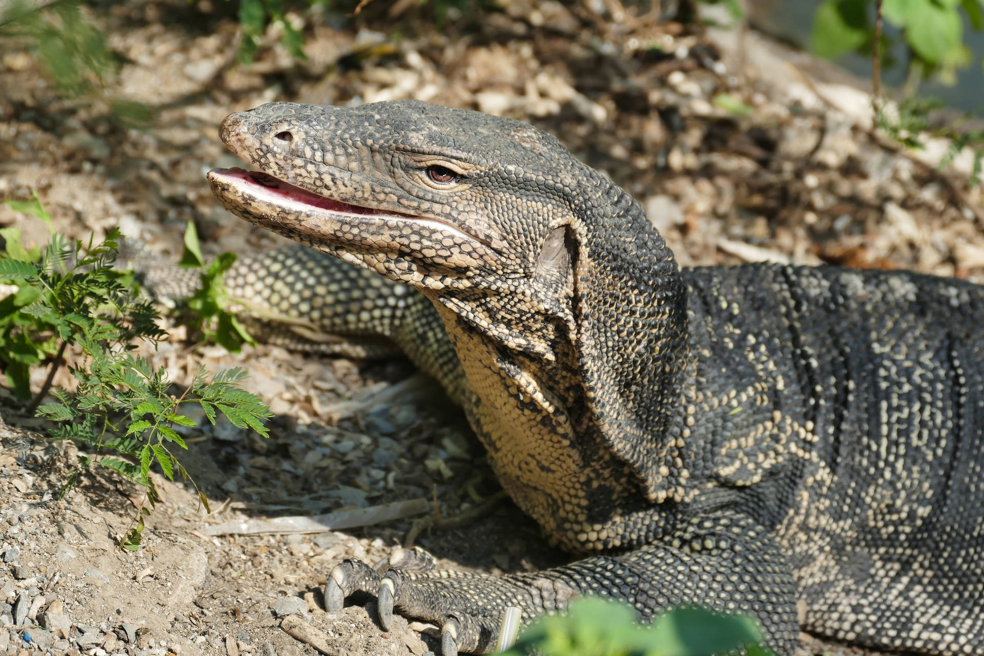 Monitor Lizard 桌布