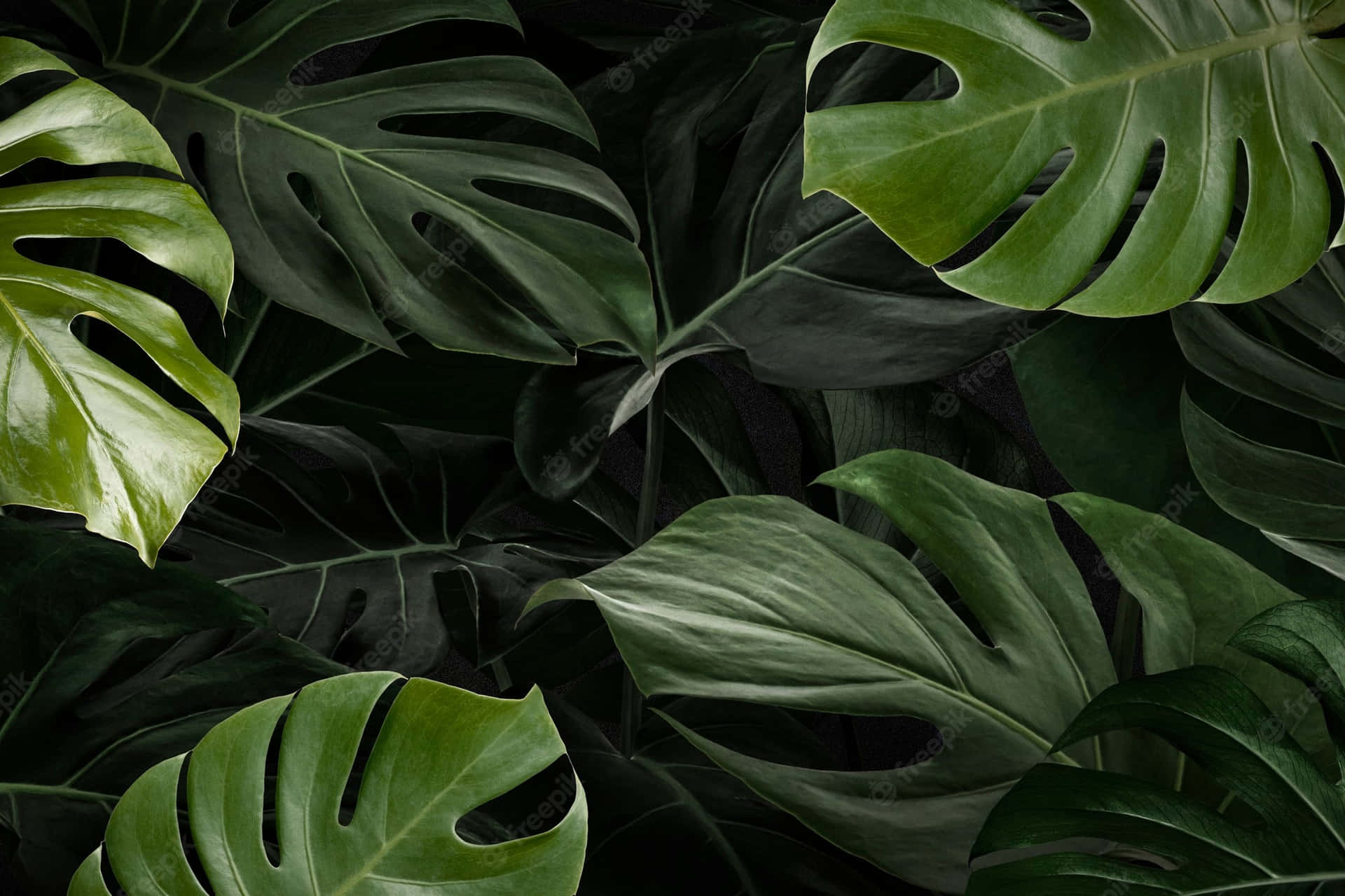 Monstera Leaf 桌布