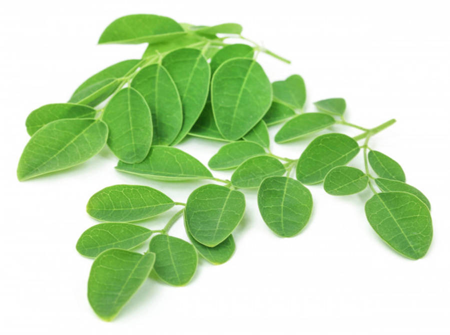 Moringa 桌布