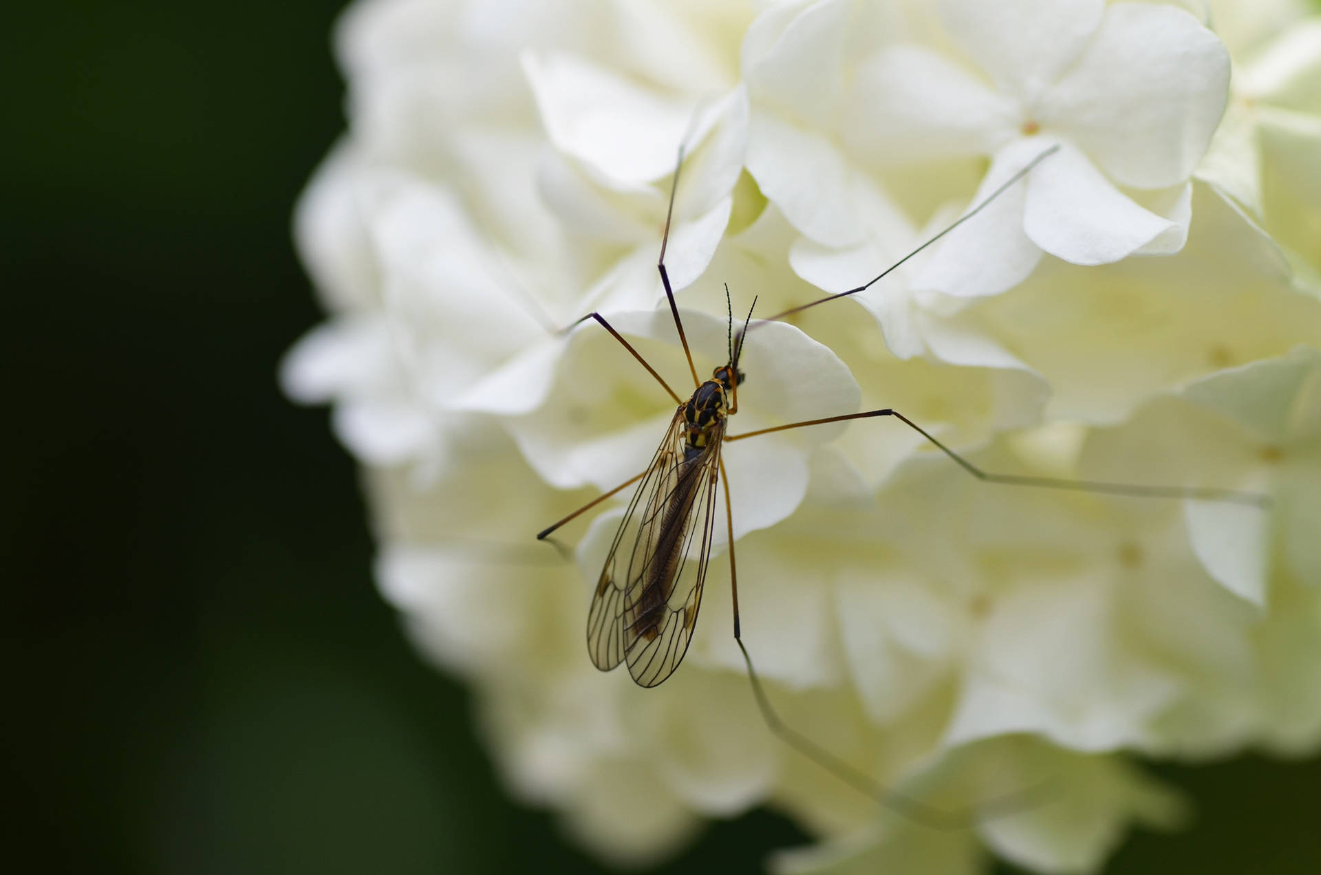 Mosquito 桌布