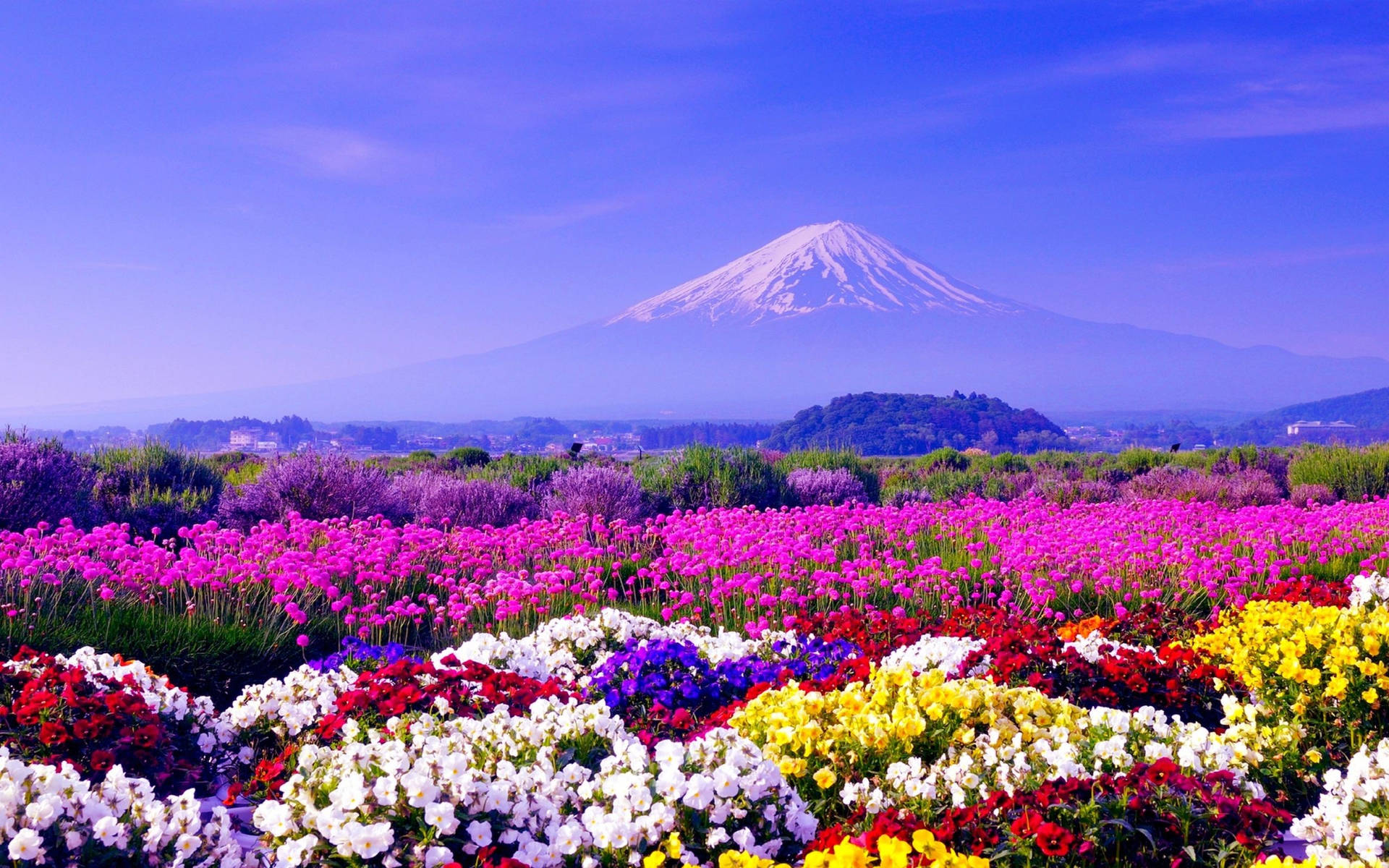 Mount 桌布