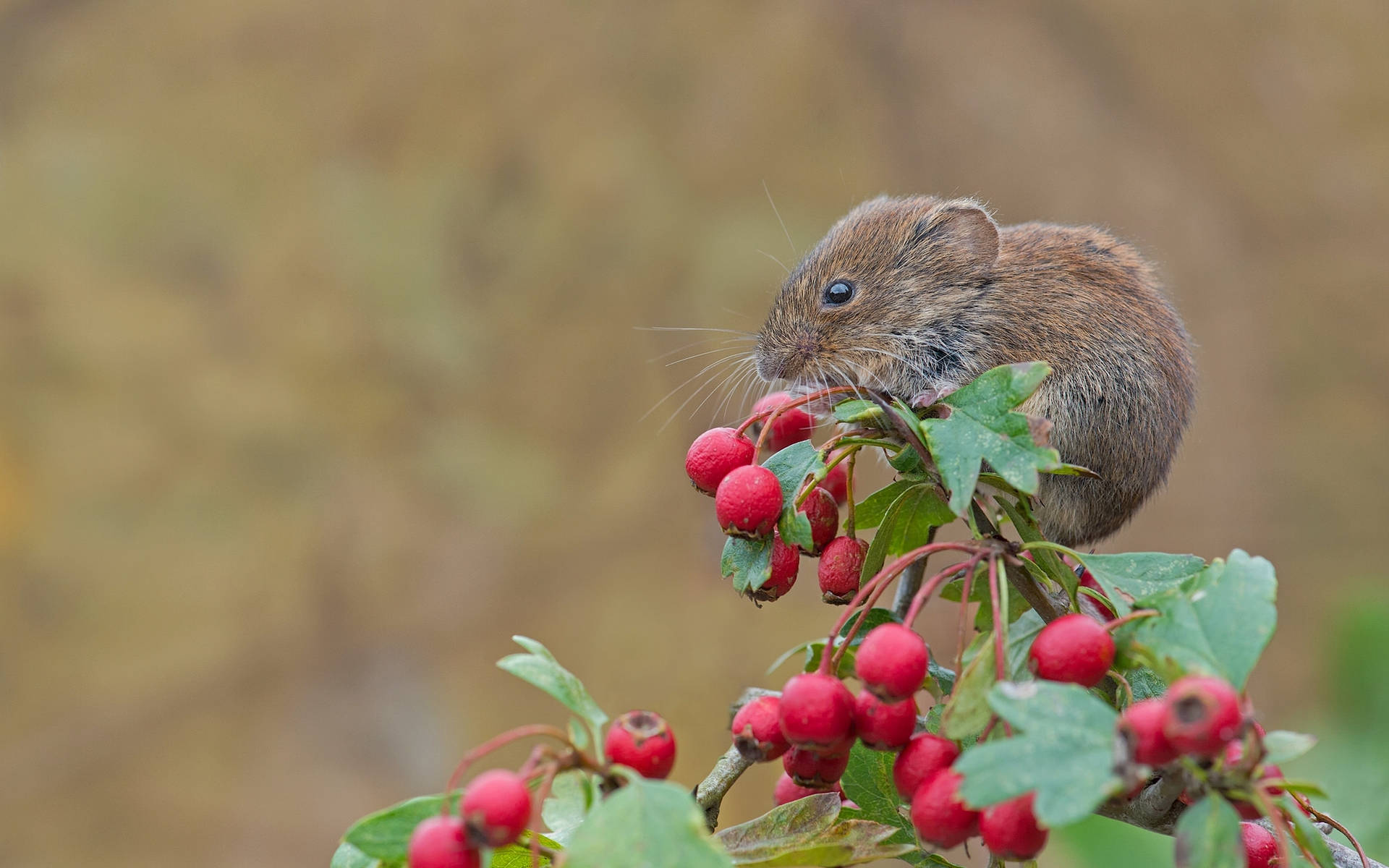 Preview wallpaper mouse, rodent, bank vole, berries, hawthorn